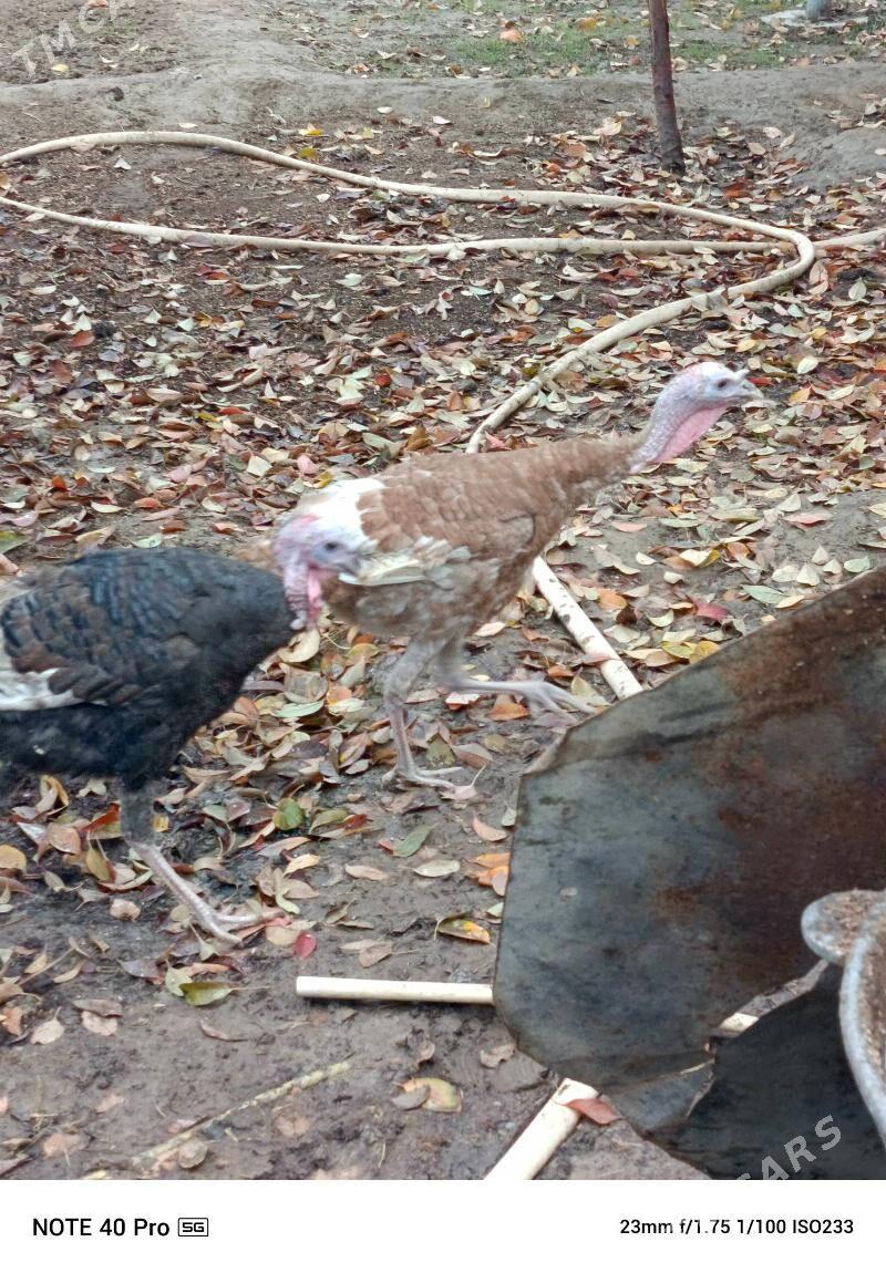 İNDUK HOROZ - Гёкдепе - img 1