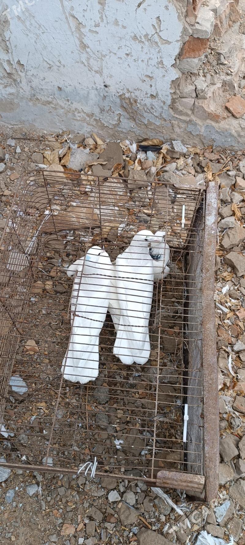 кепдери - Aşgabat - img 1