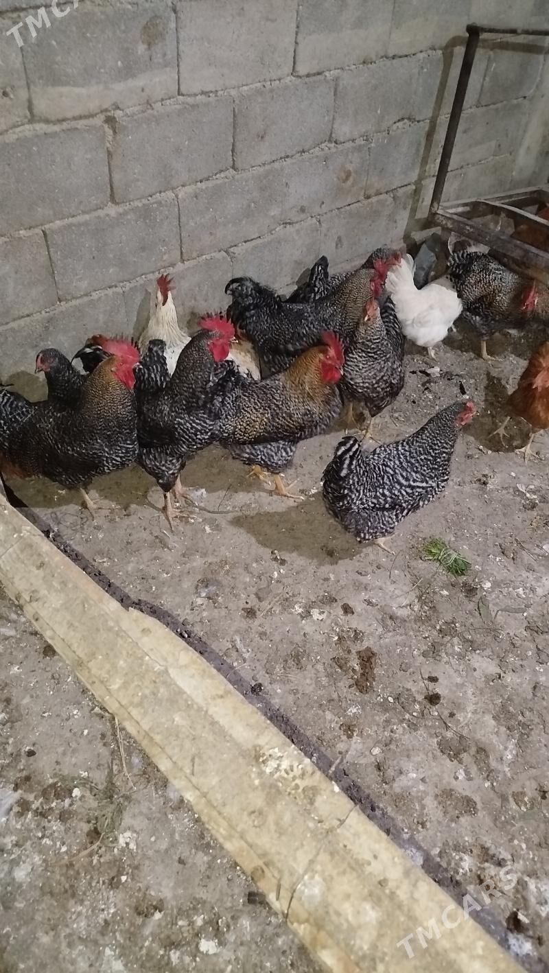 daminat towuk,horaz - Gökje - img 1