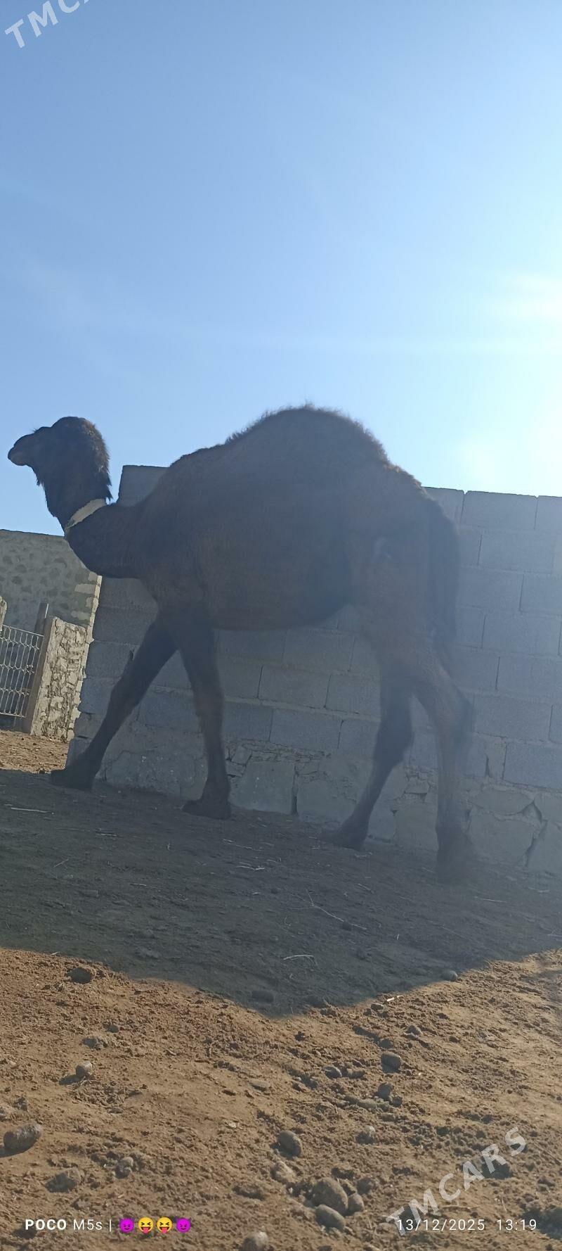 Dùye - Берекет - img 1