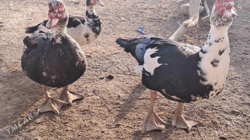 ördek ýaşyl baş - Ak bugdaý etraby - img 1