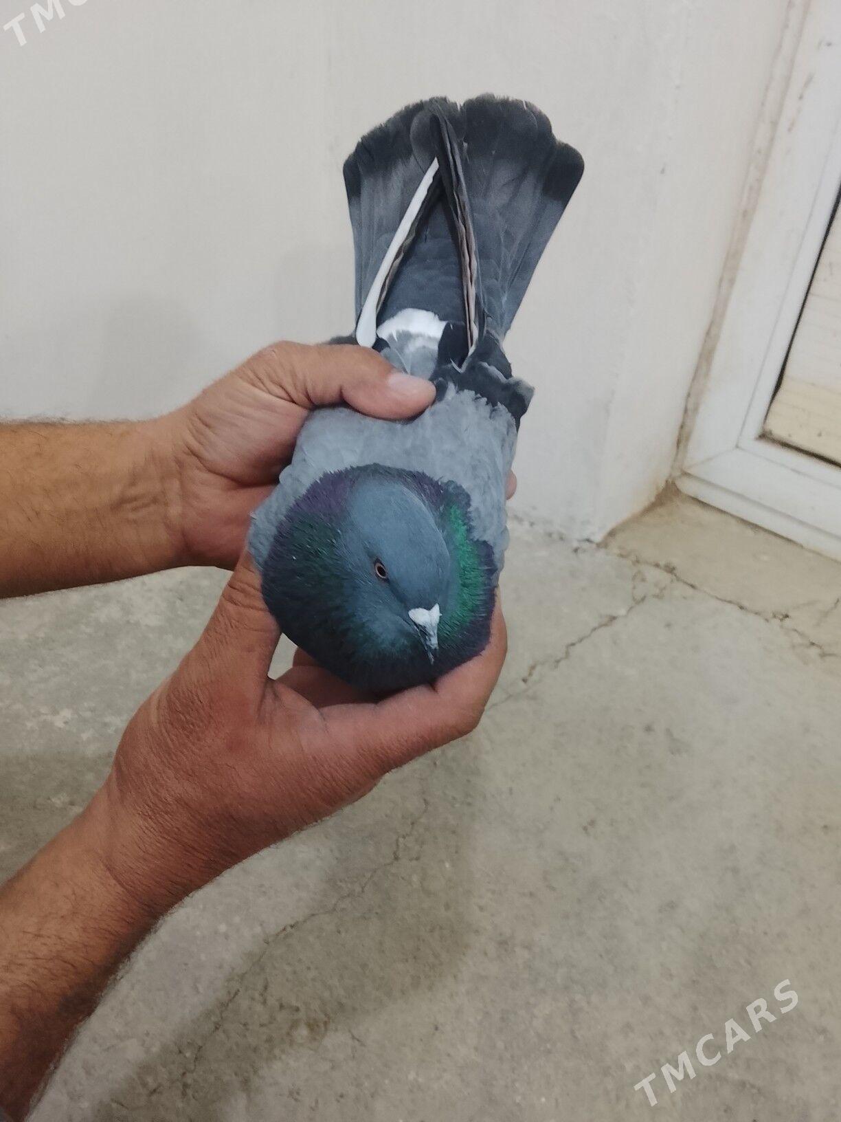 Kepderi - Bereket - img 1