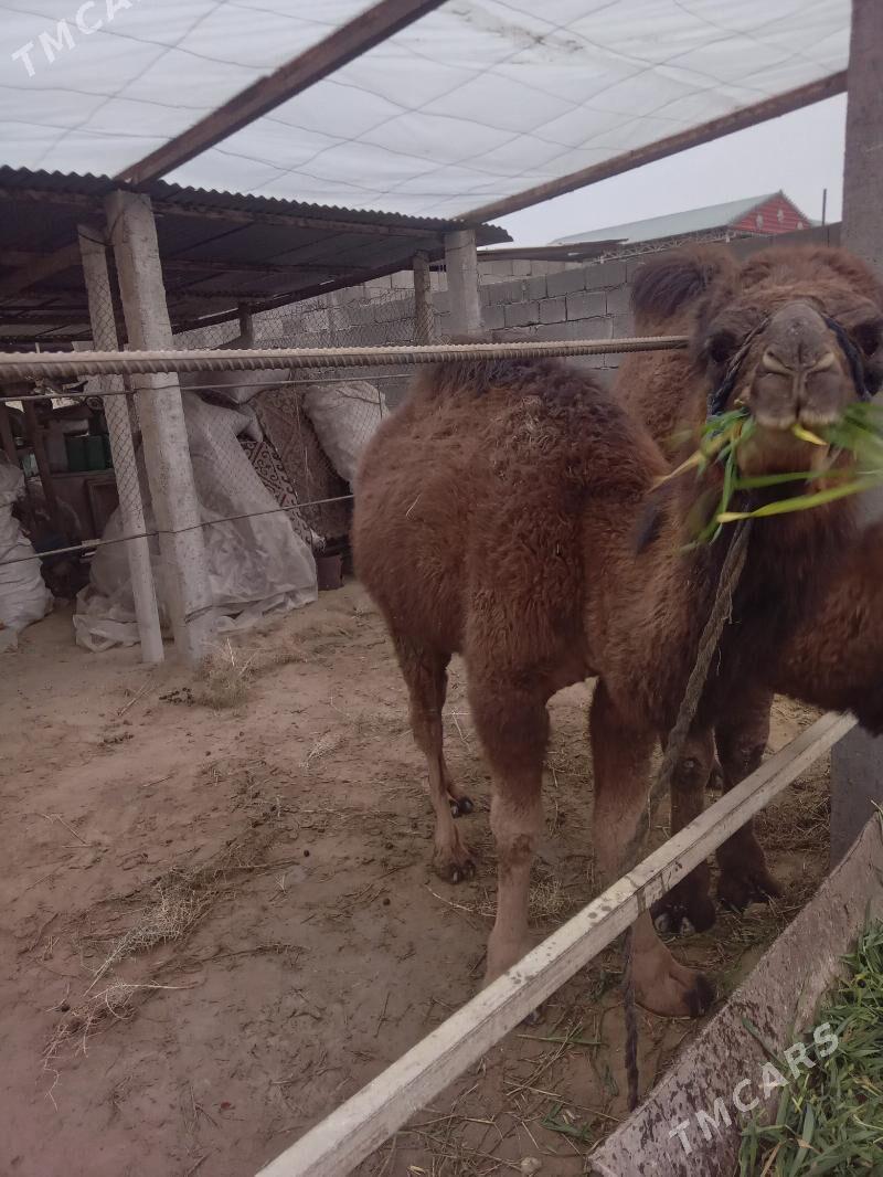 ogsuk 2 yasar - Gökdepe - img 1