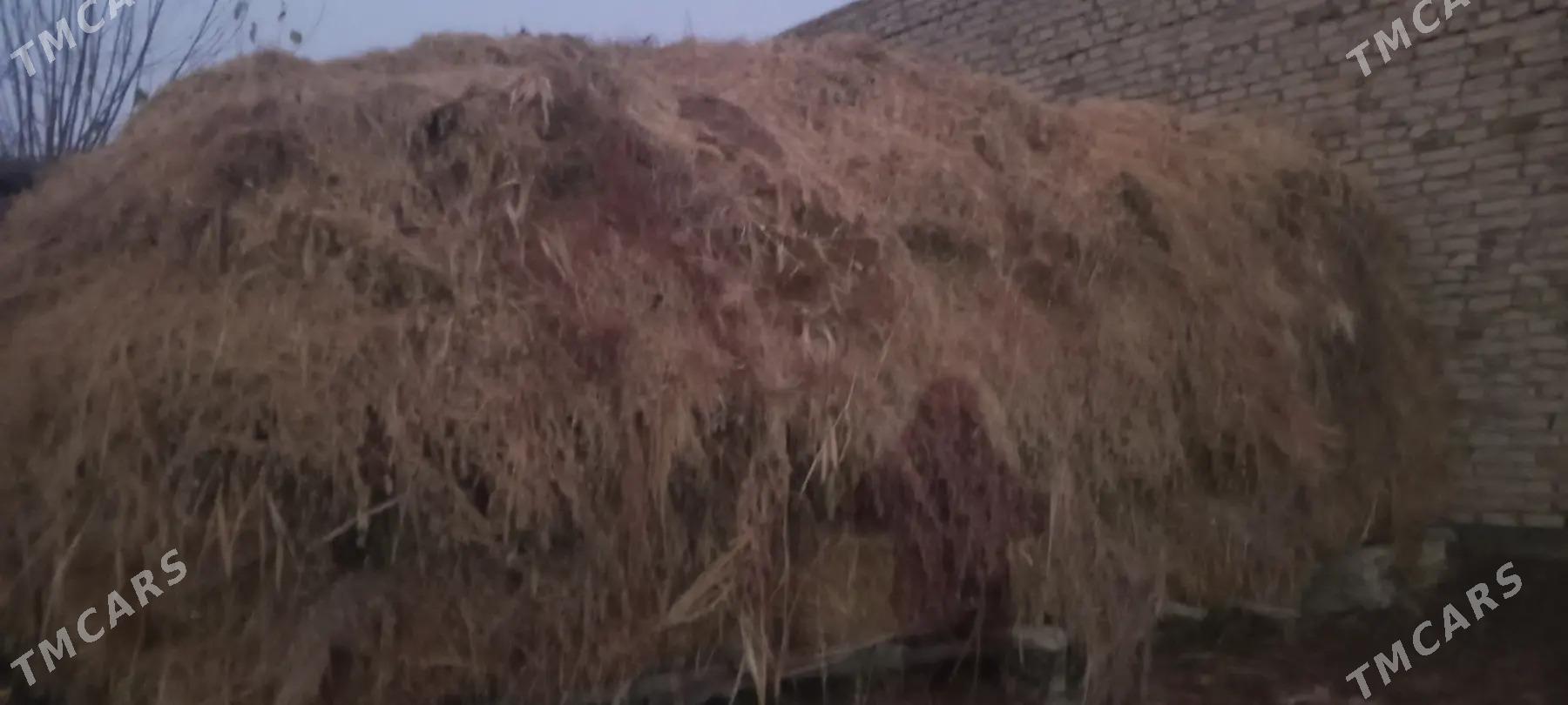 Yorunja bl saman - Türkmenabat - img 1