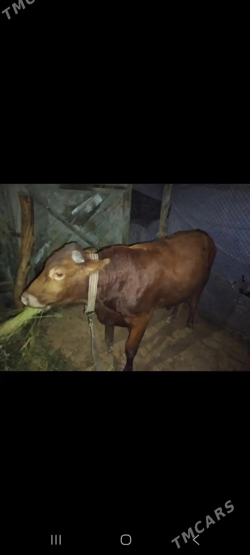 gole - Мары - img 1