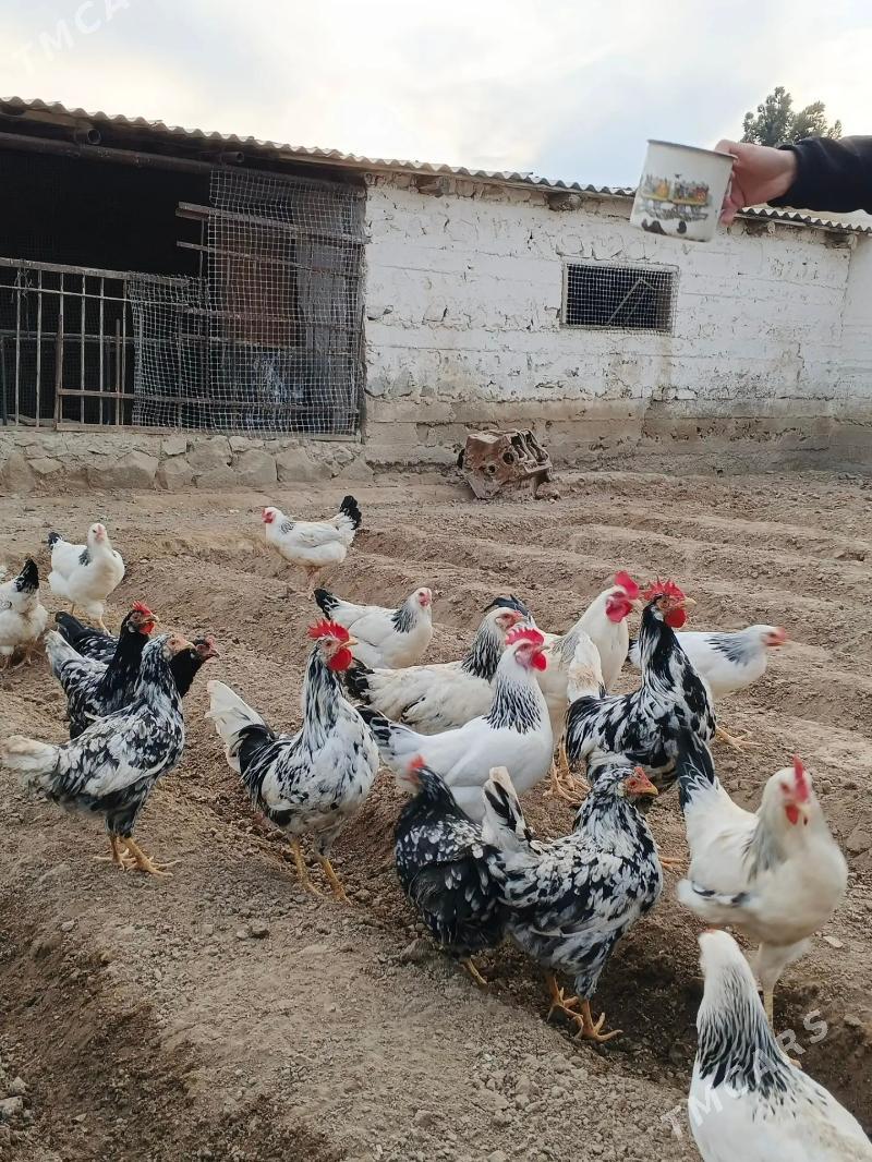 towuk - Balkanabat - img 1