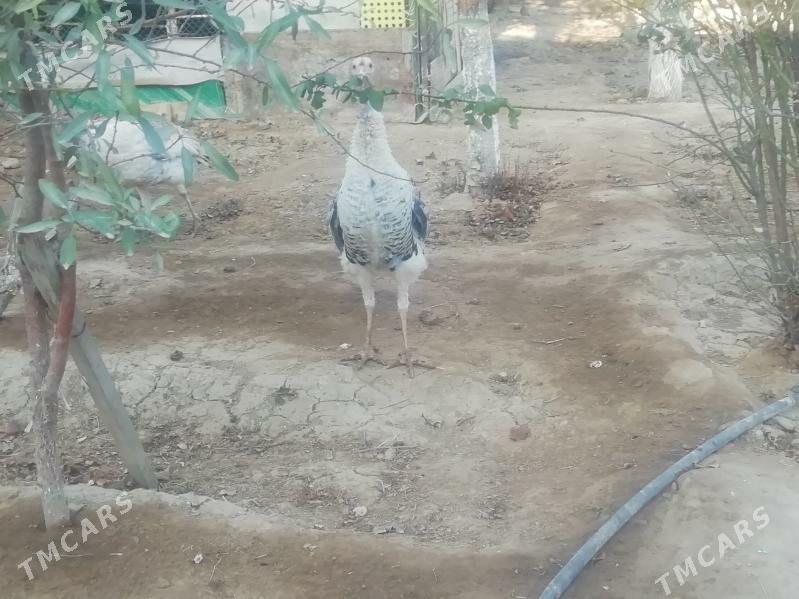 INDUK - Gyzylarbat - img 1