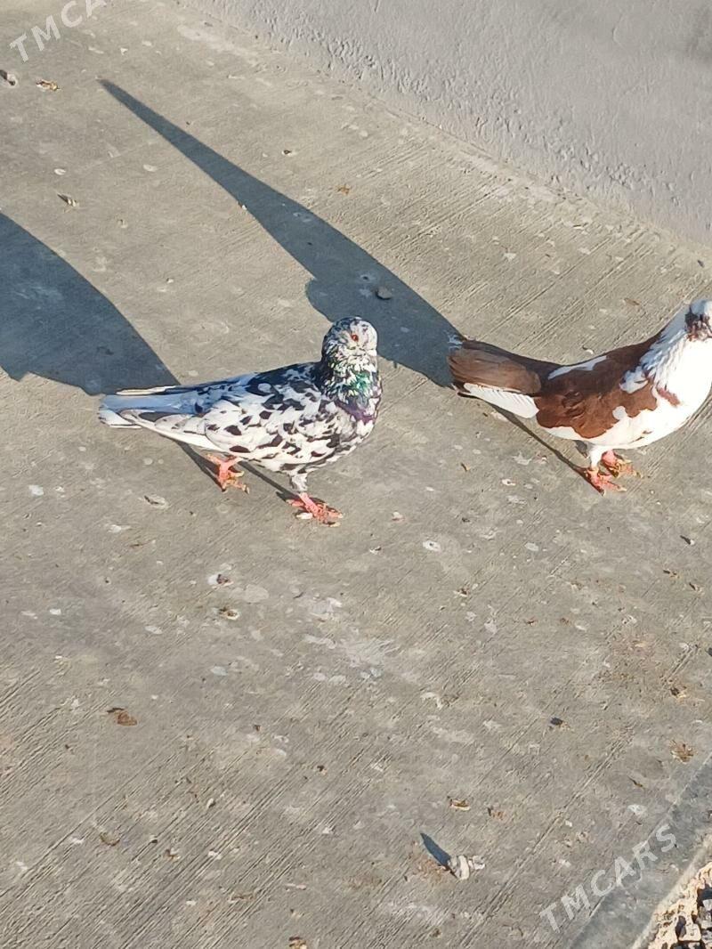 kepderi - Gyzylarbat - img 1