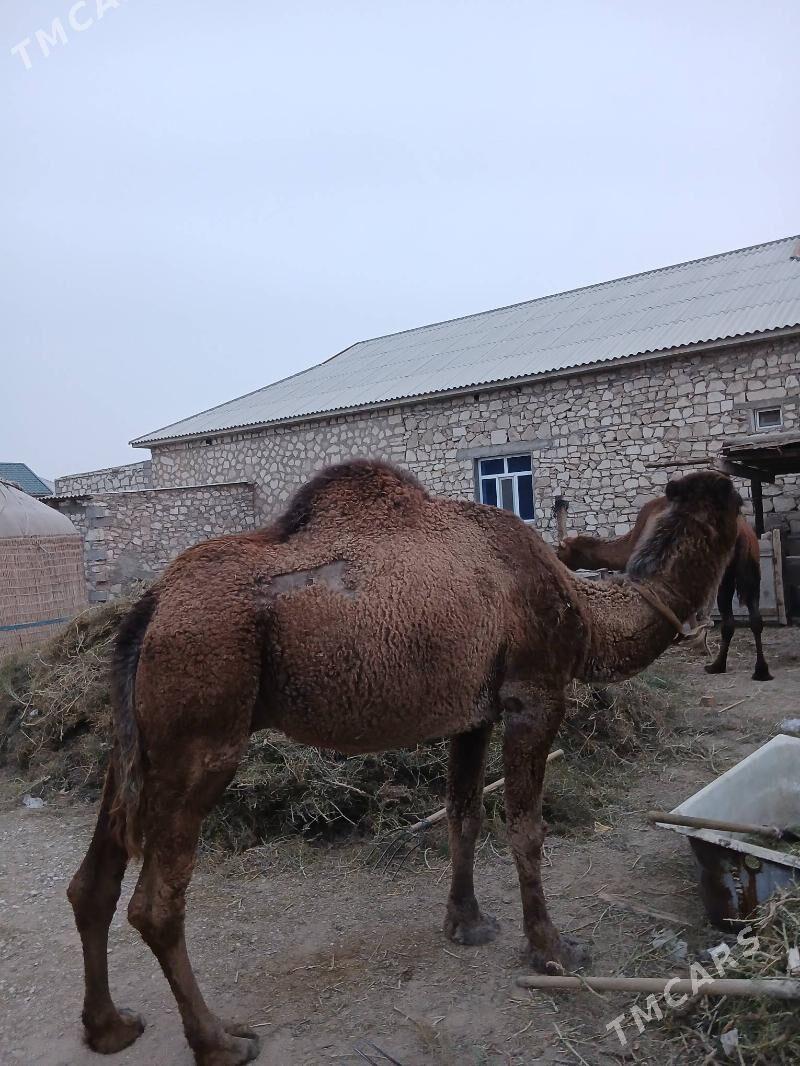 Düýe - Jebel - img 1