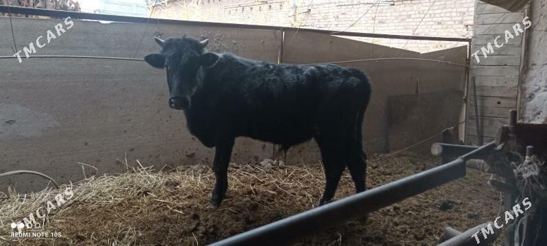 2 yaş - Türkmenabat - img 1