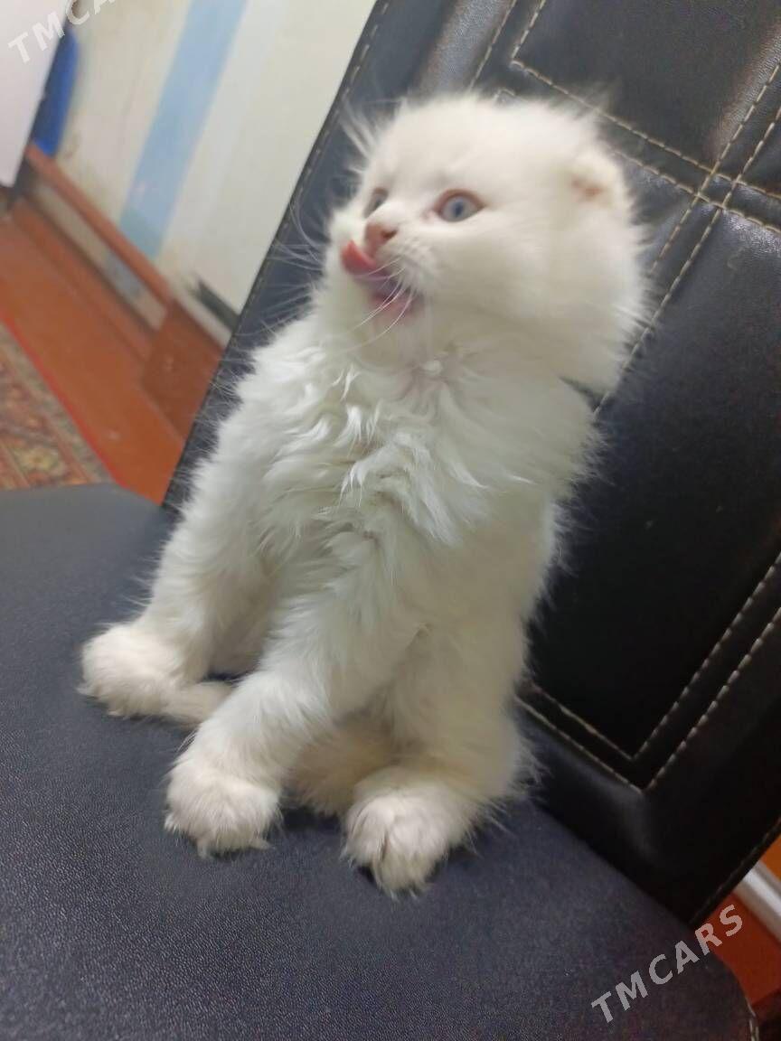 shatlanskiye kotyati - Daşoguz - img 1