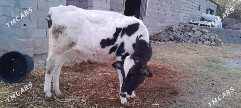 Göle - Аркадаг - img 1