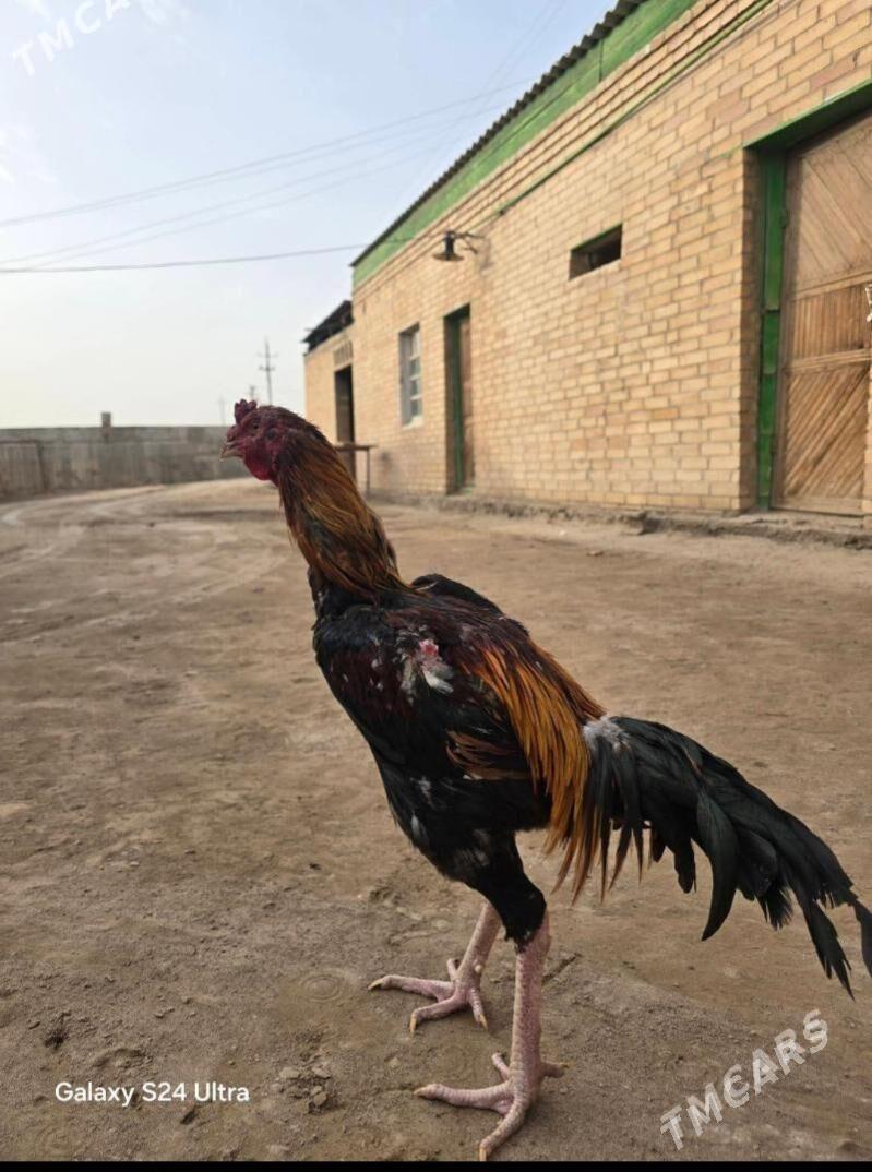 baysow horaz - Фарап - img 1