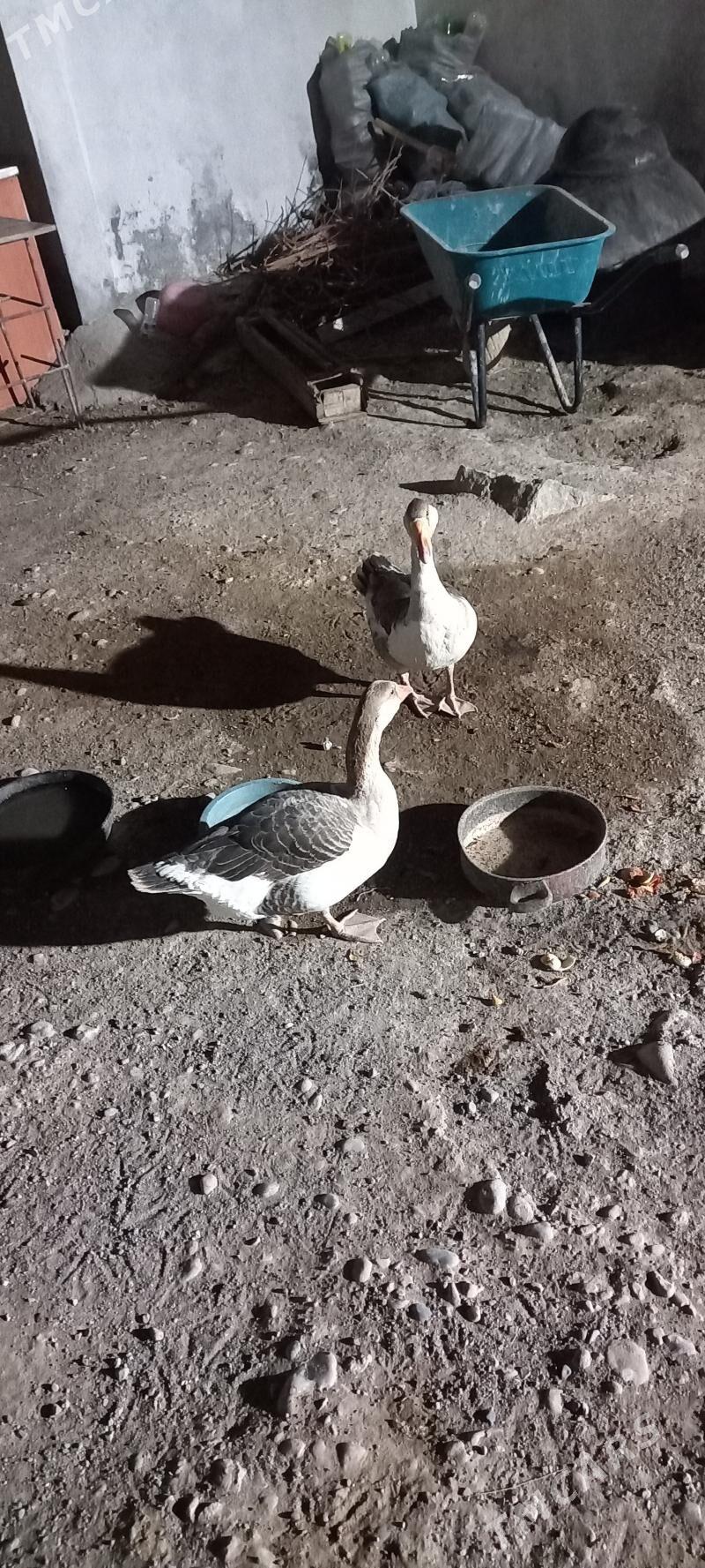 Gaz - Бузмеин - img 1