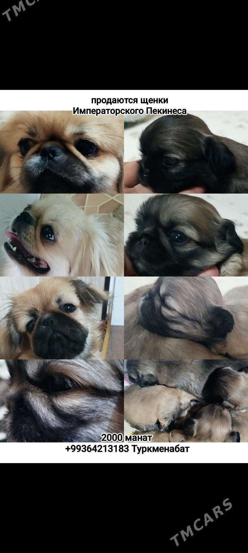 Пекинес Pekines (щенок) - Aşgabat - img 1