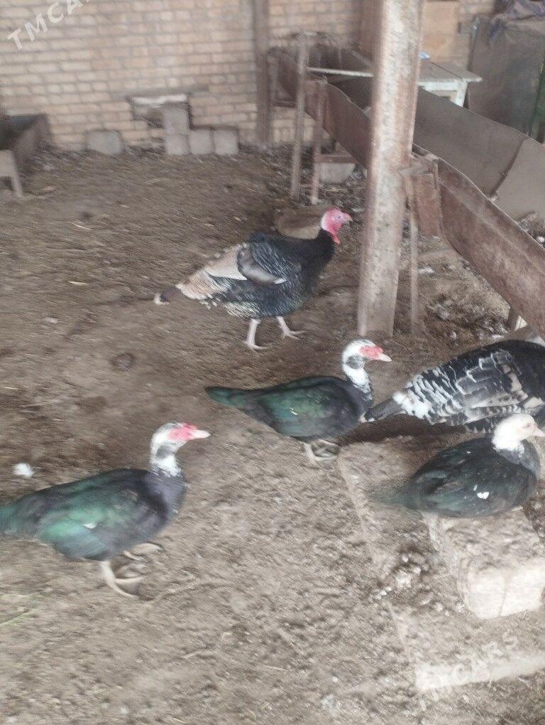 induk erkeg - Çärjew - img 1