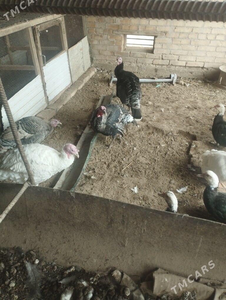 induk erkegi - Çärjew - img 1