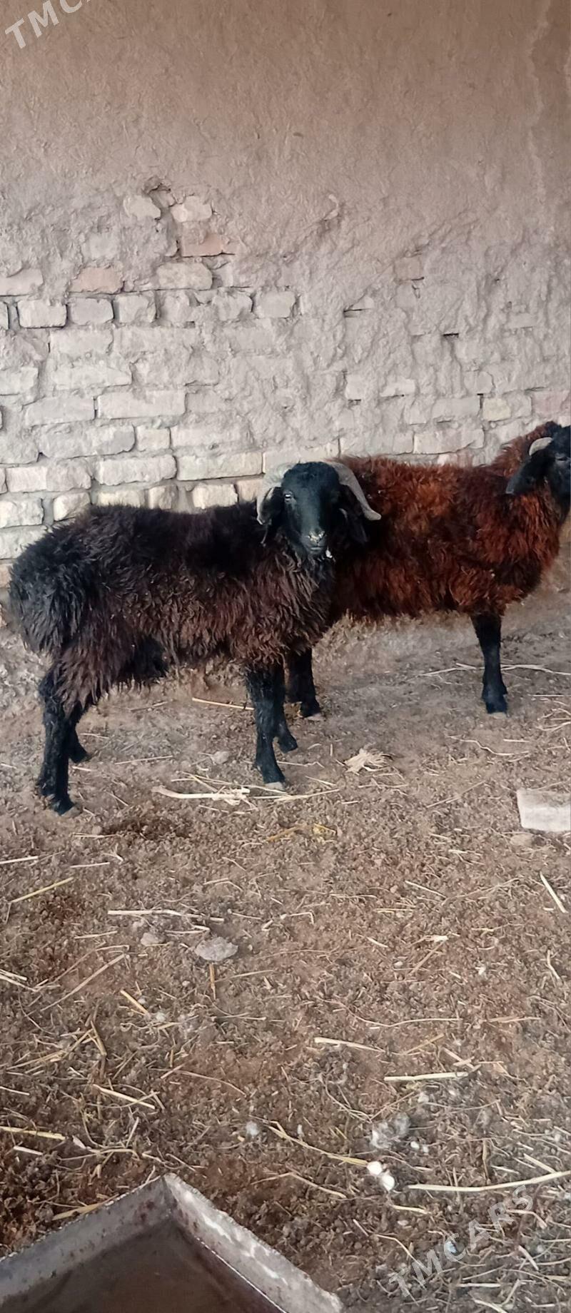 goclar - Çärjew - img 1