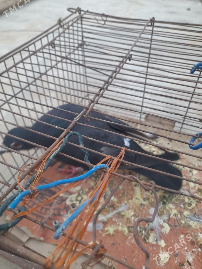 Kepderi - Tejen - img 1