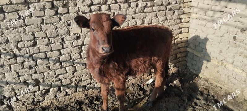 gole - Wekilbazar - img 1