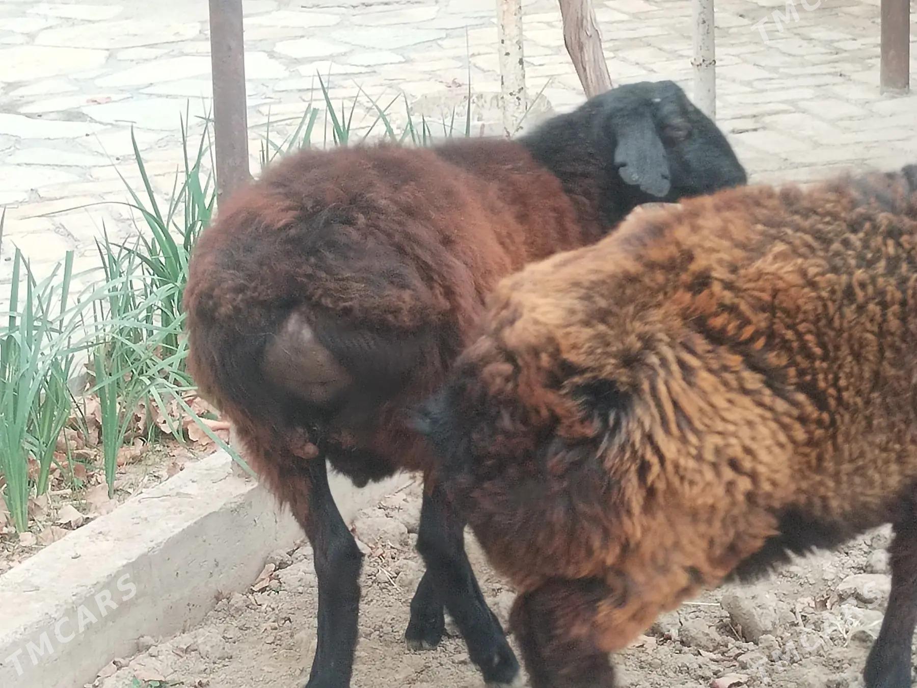 satlyk tokly - Mary - img 1