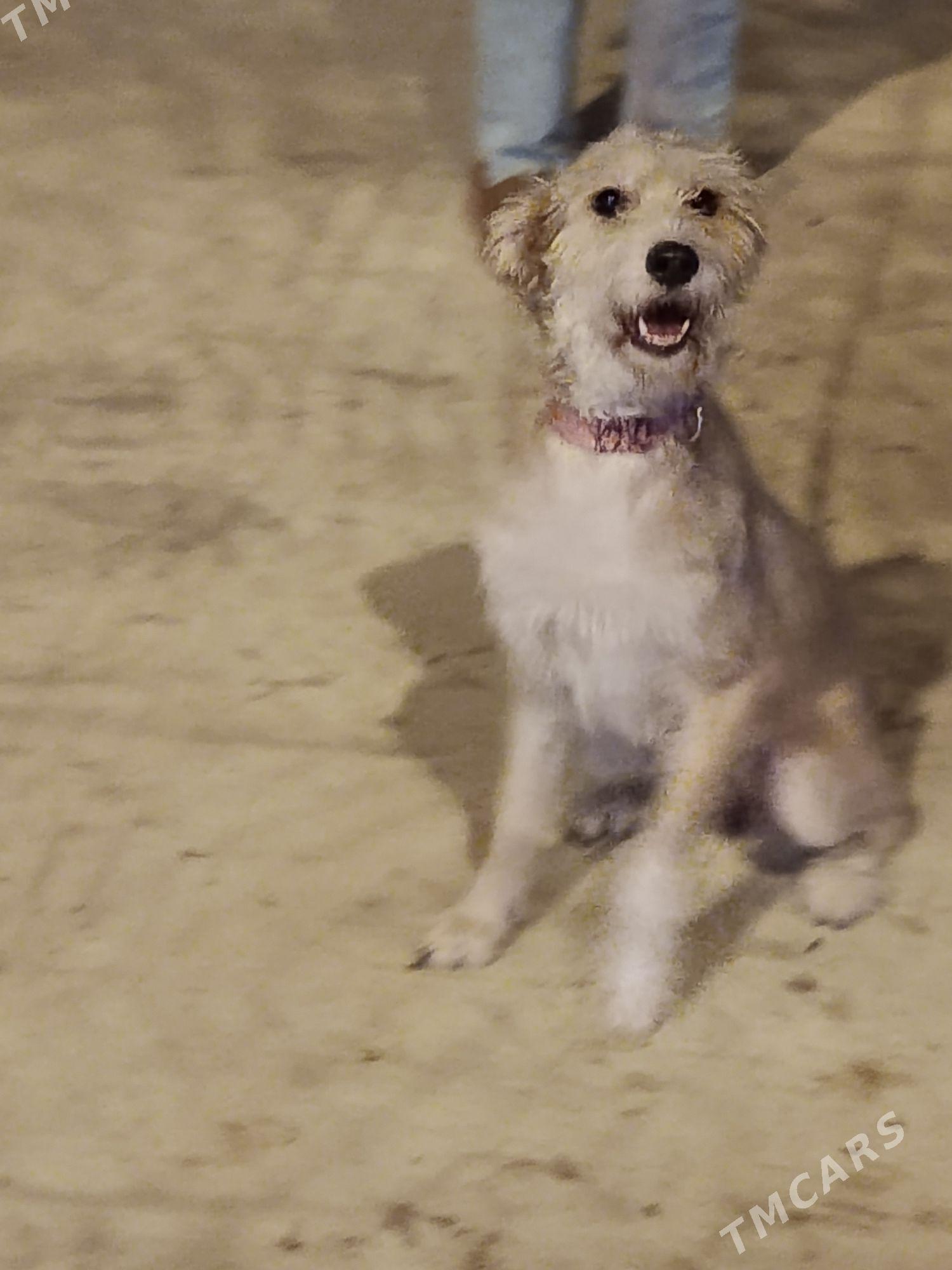 собака - Aşgabat - img 1