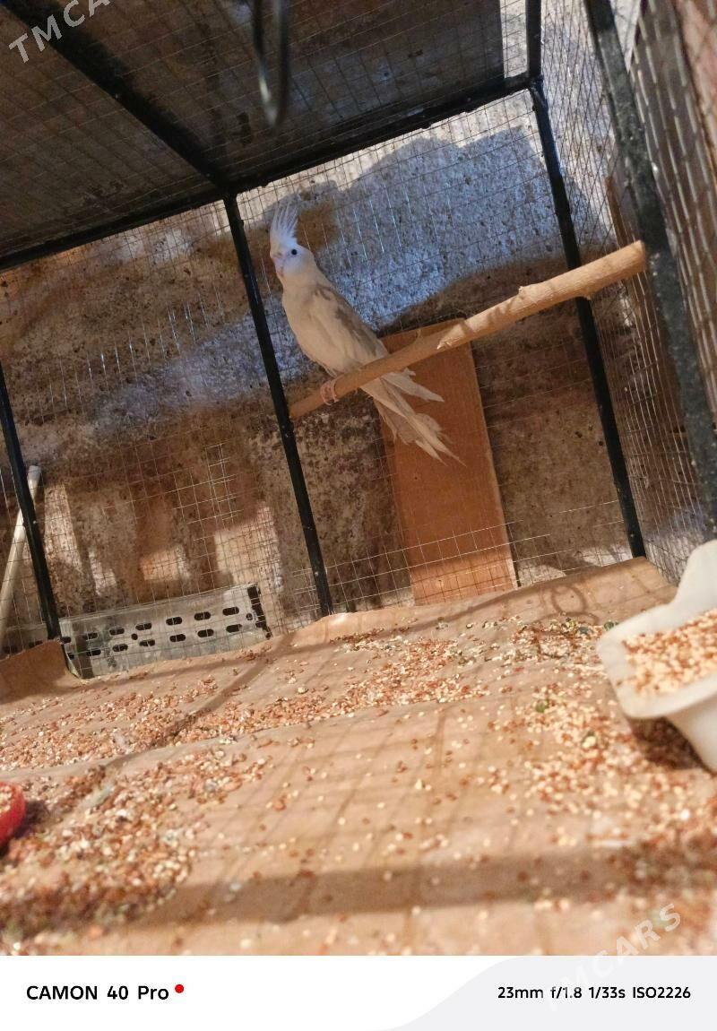 Karella papugay Корелла - Aşgabat - img 1