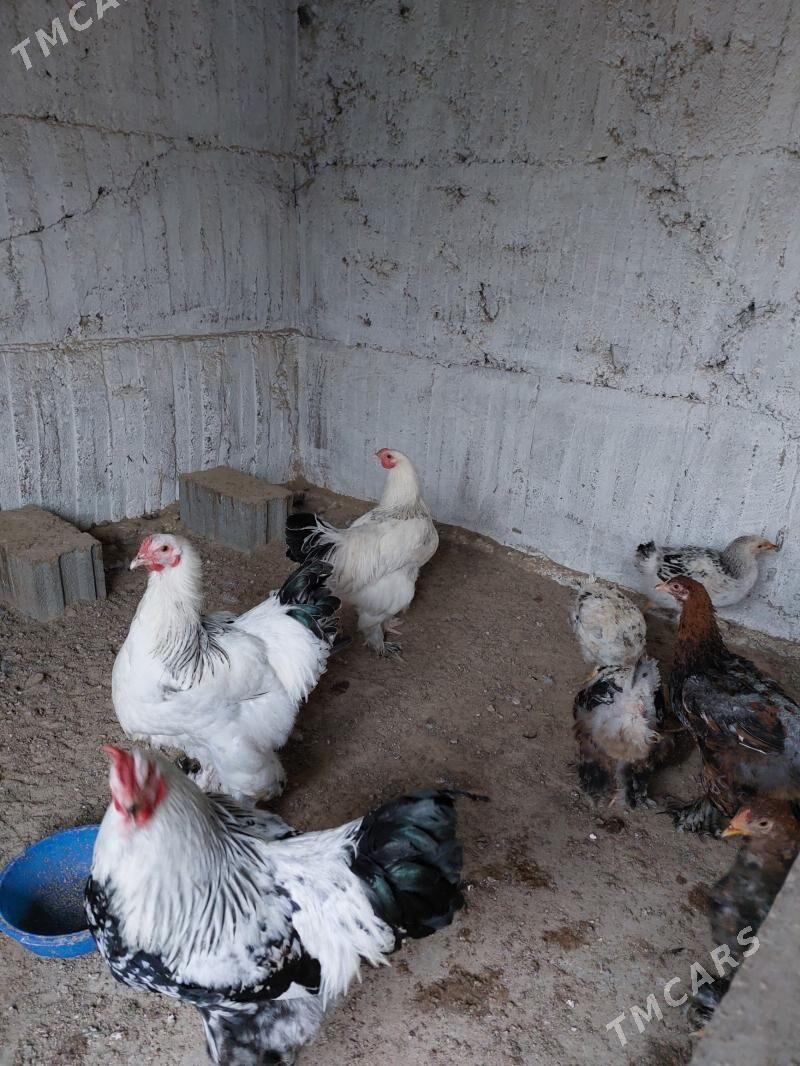 brama - Gypjak - img 1