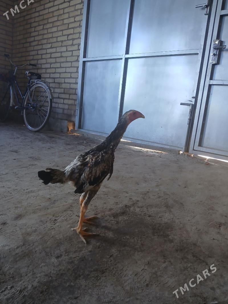 baysow - Çärjew - img 1