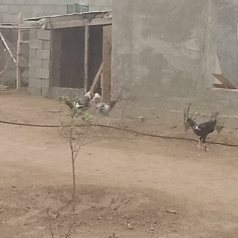 Horozlor - Бузмеин - img 1