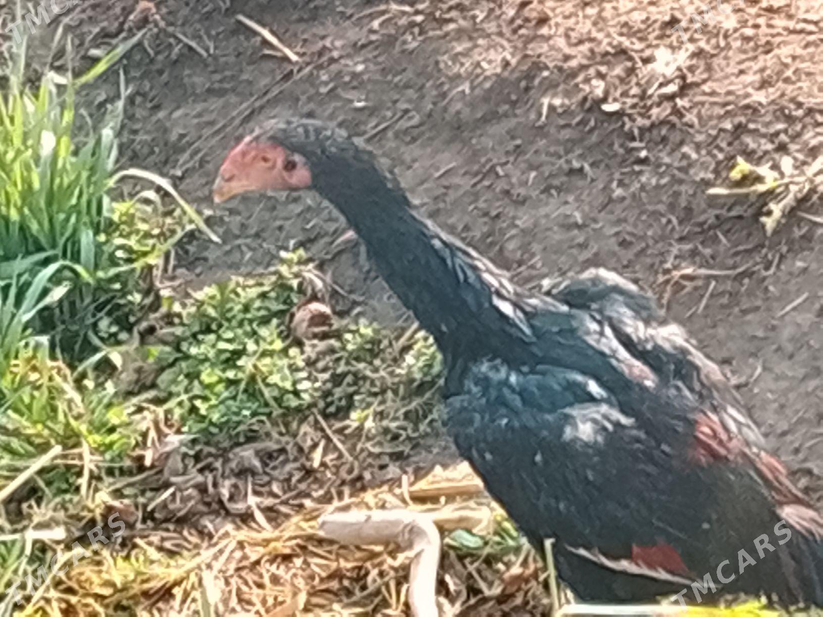 BAYSOW HORAZ JUJE SATLYK - Çärjew - img 1