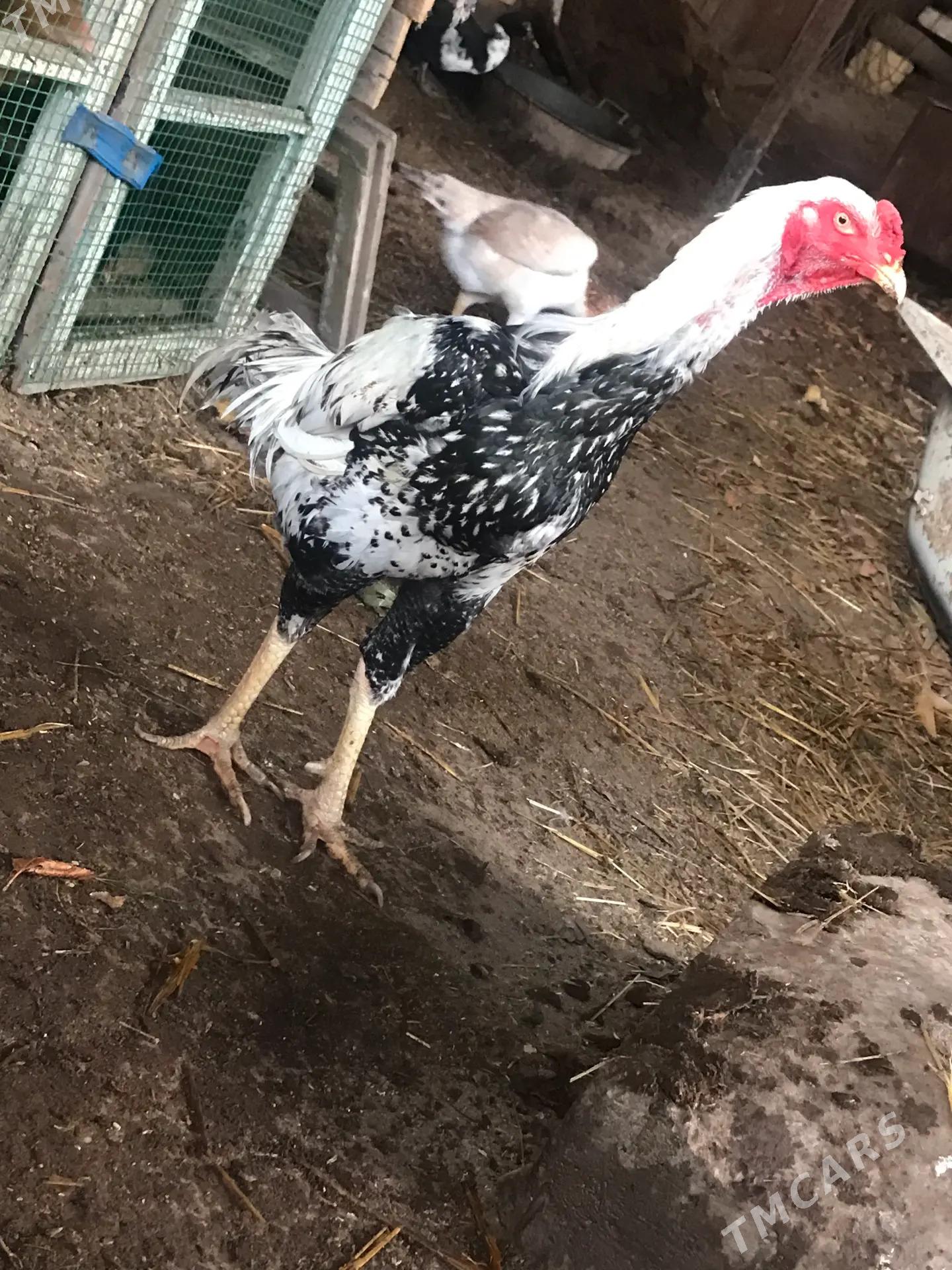 BAYSOW HORAZ SATLYK - Çärjew - img 1