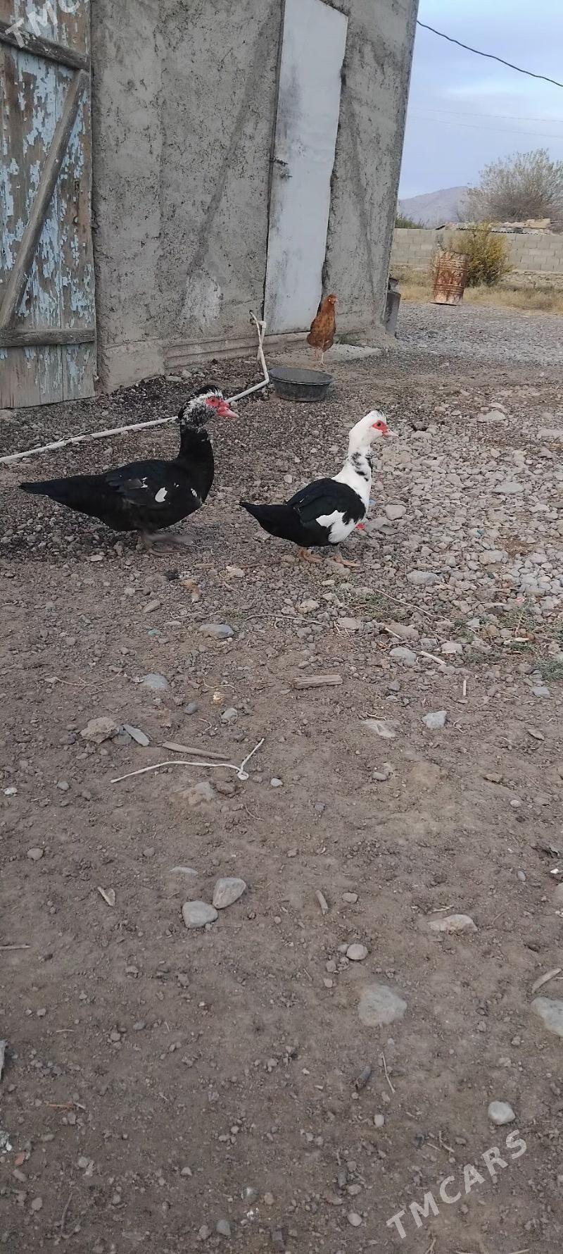 indawutga - Gyzylarbat - img 1