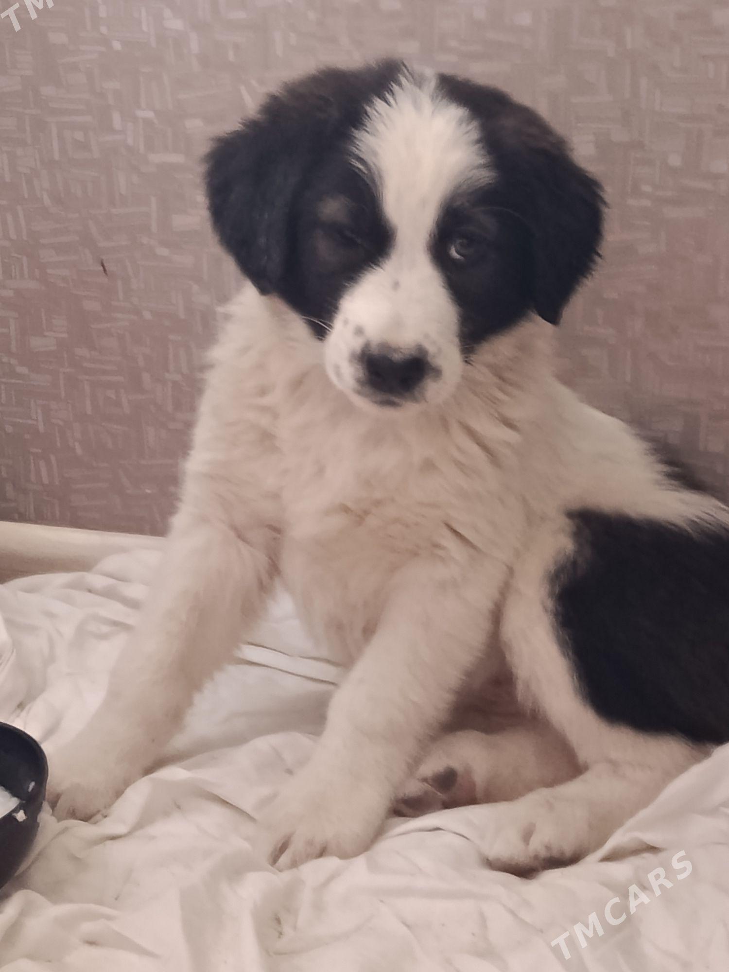 собака - Aşgabat - img 1