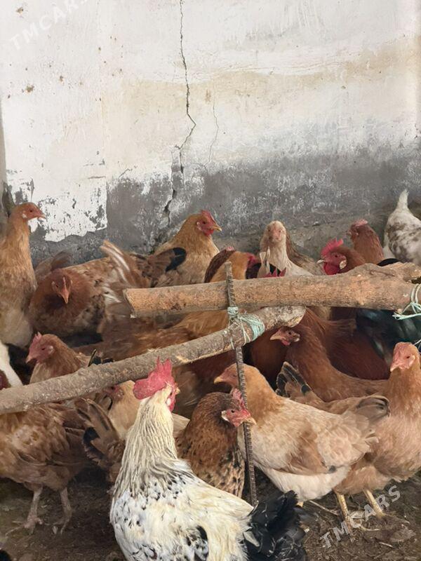 turkmen towuk - Gypjak - img 1