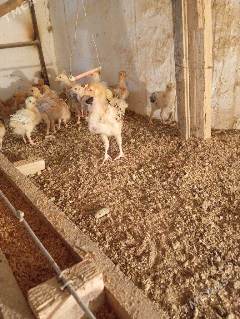 armiyan juje - Balkanabat - img 1