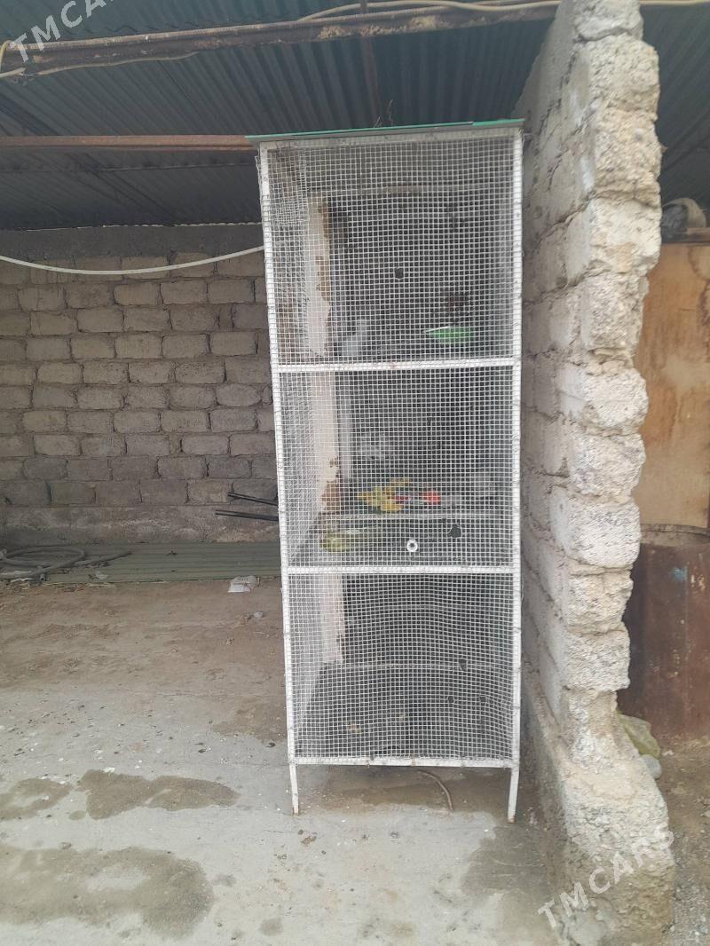 jüje ketek - Бузмеин - img 1