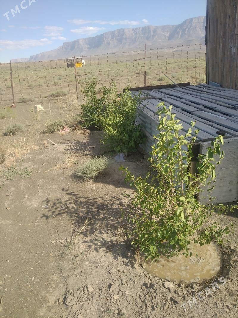 Daca Altyn akarda - Jebel - img 1