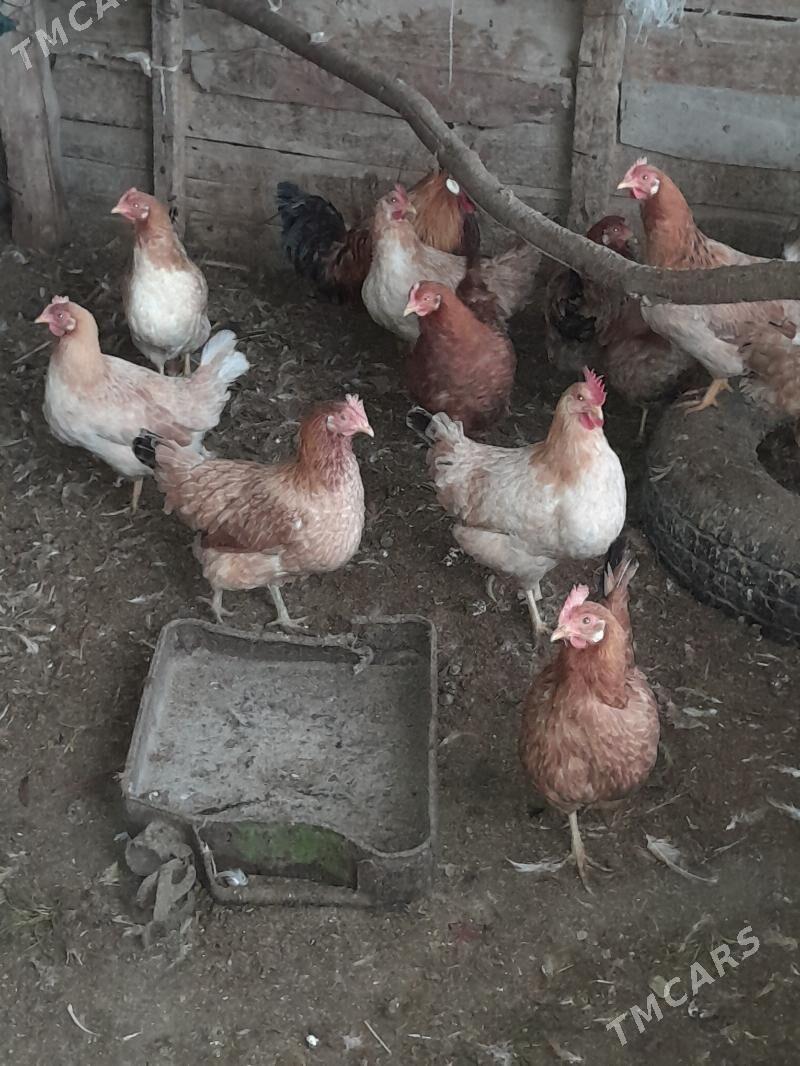 Towuk - Babadaýhan - img 1