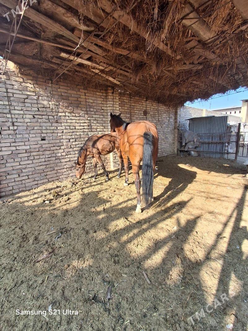 tay ahalteke - Туркменабат - img 1