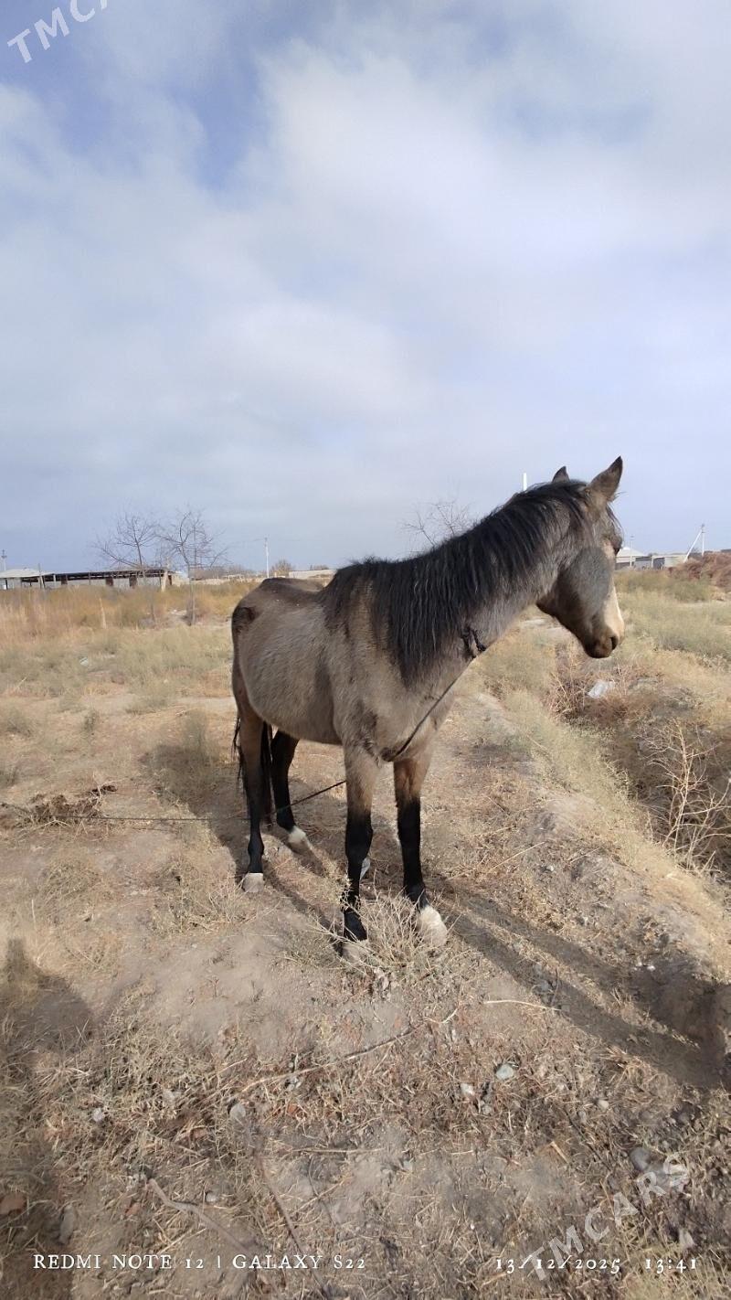 ahalteke at - Кака - img 1