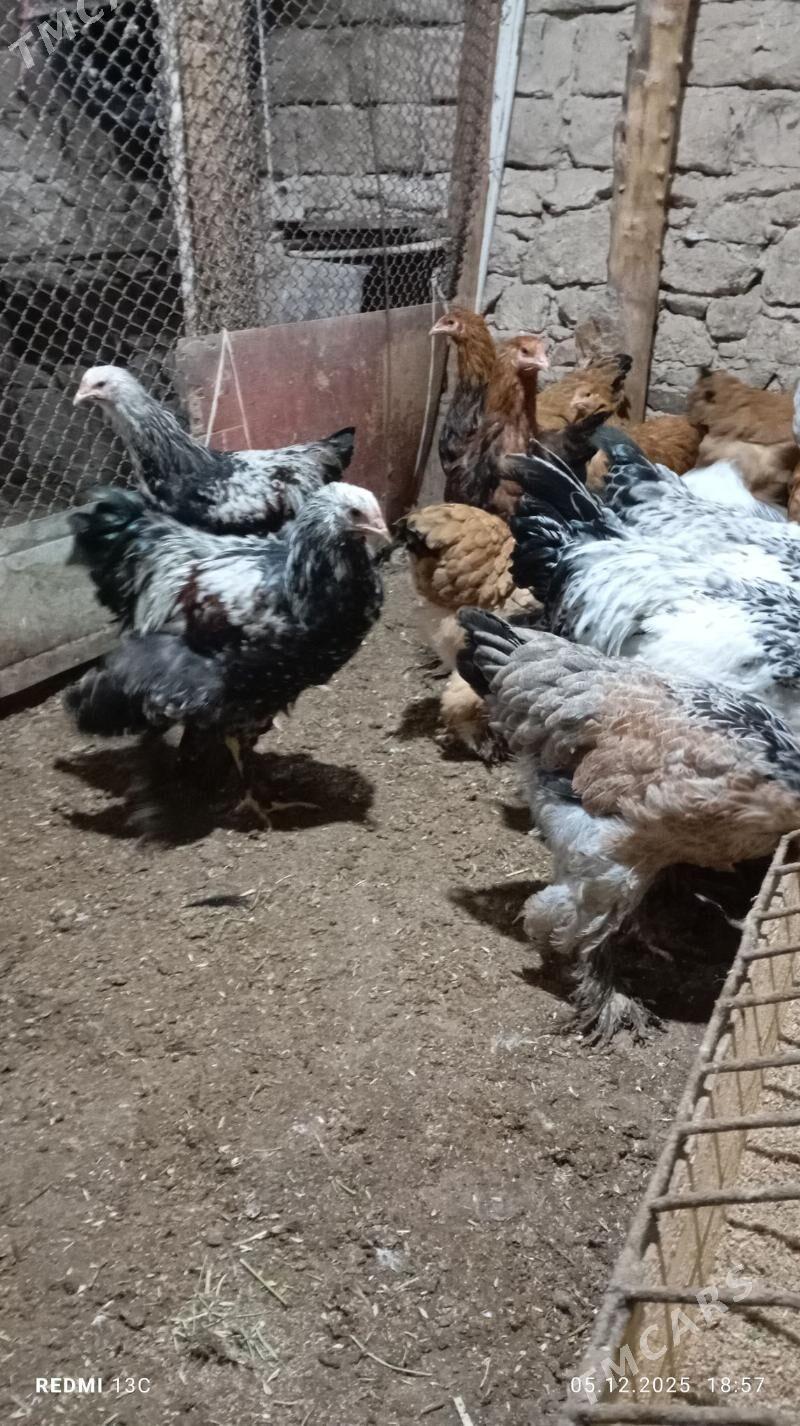 brama - Gyzylarbat - img 1