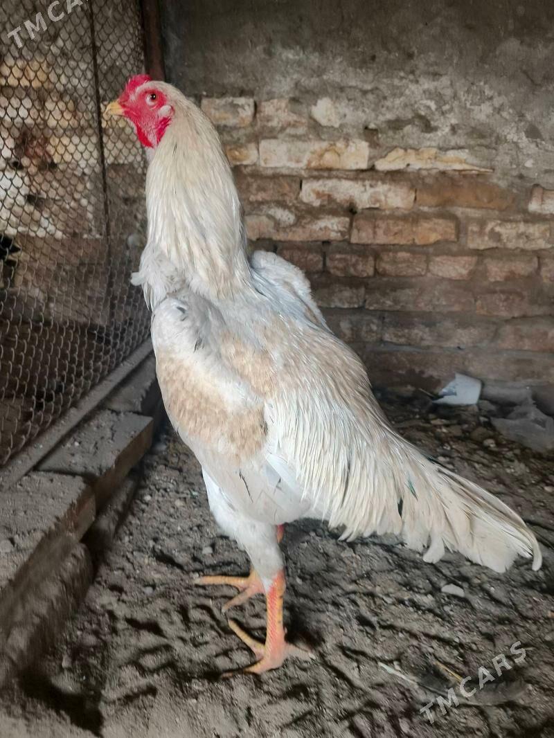 Horaz juje - Туркменабат - img 1