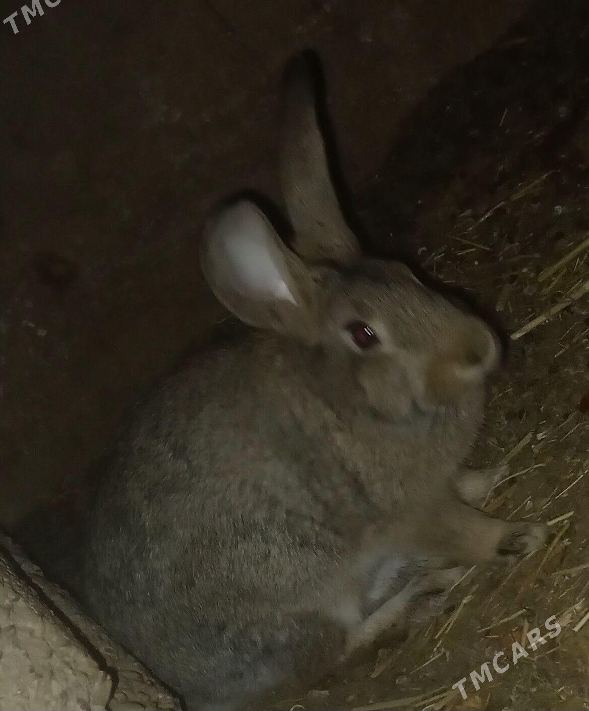 towsan - Tejen - img 1