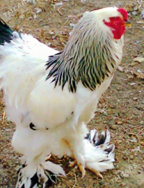 Brama horaz - Änew - img 1