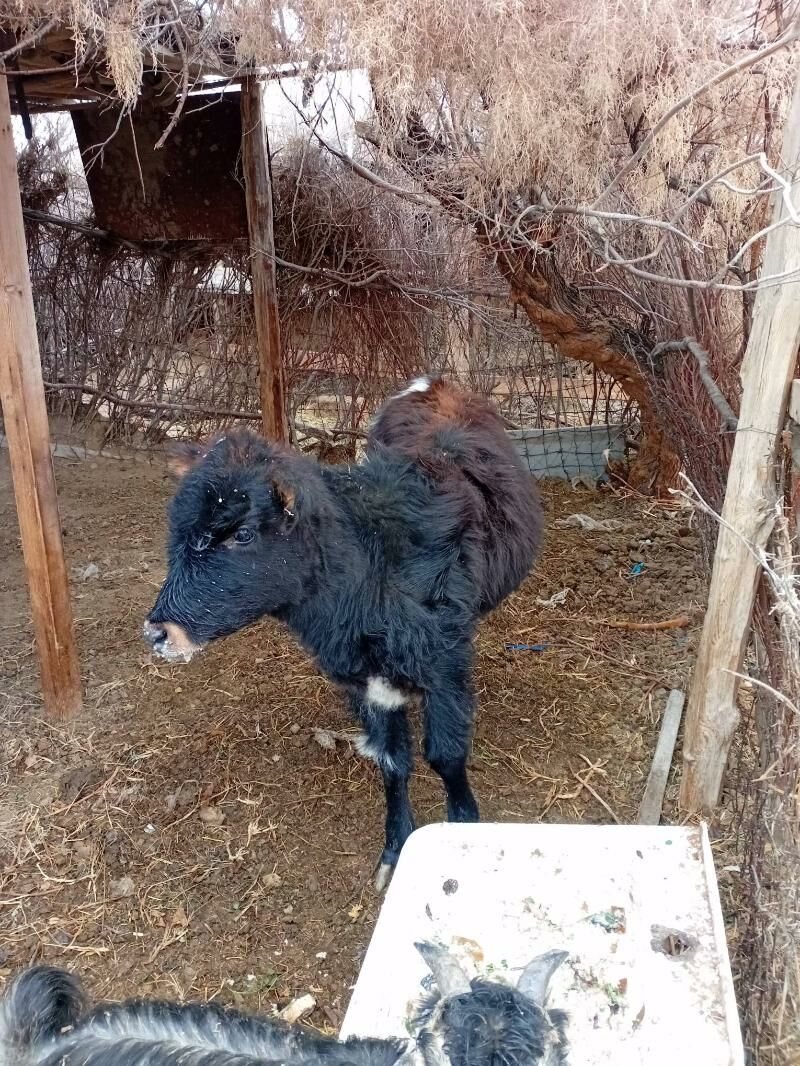 gole - Türkmenbaşy - img 1