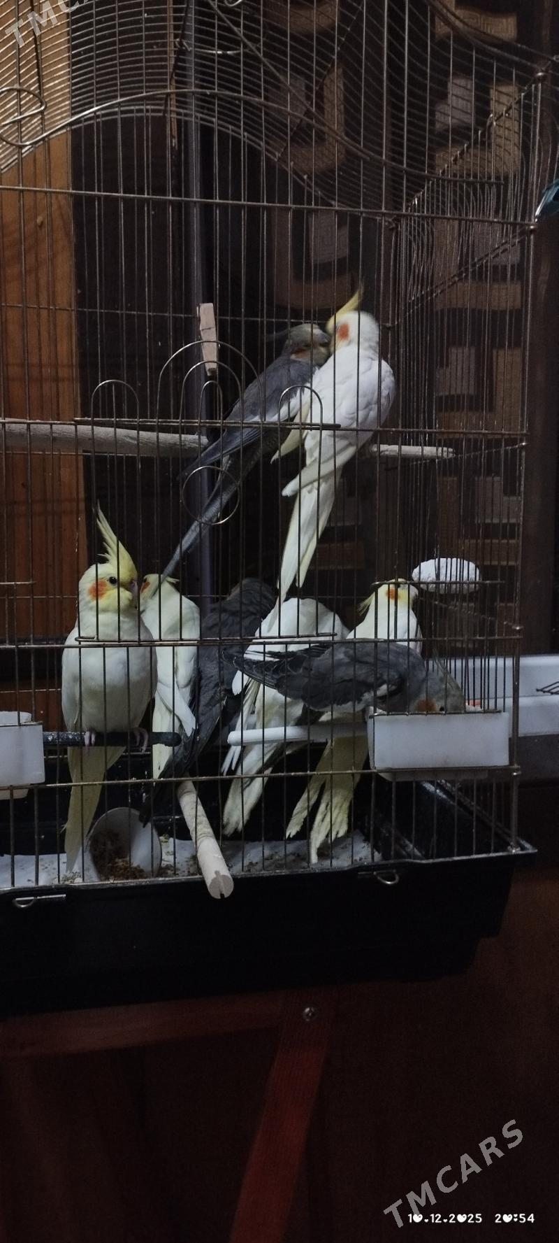 Попугаи Корелла - Aşgabat - img 1