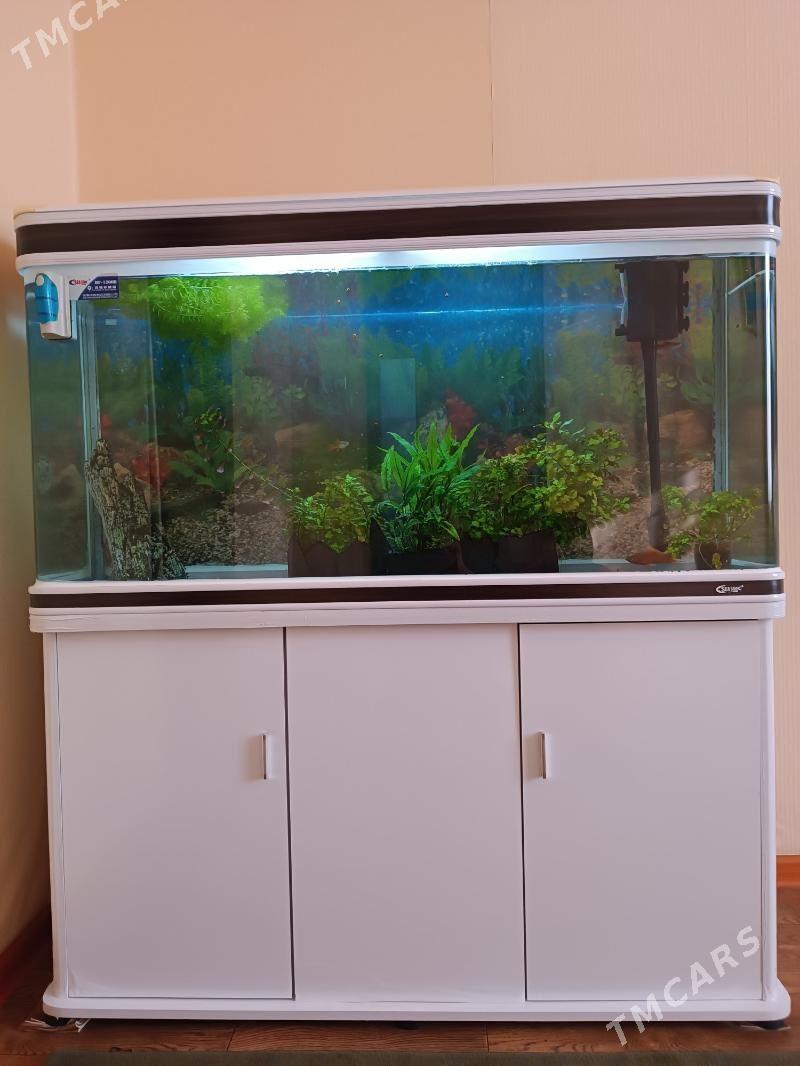 Akwarium - Balkanabat - img 1