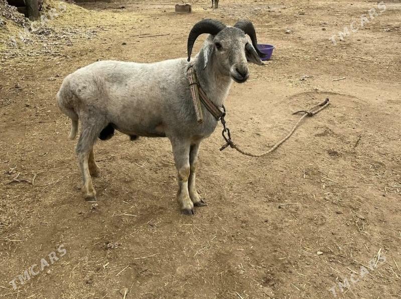 Goç - Шабатский этрап - img 1