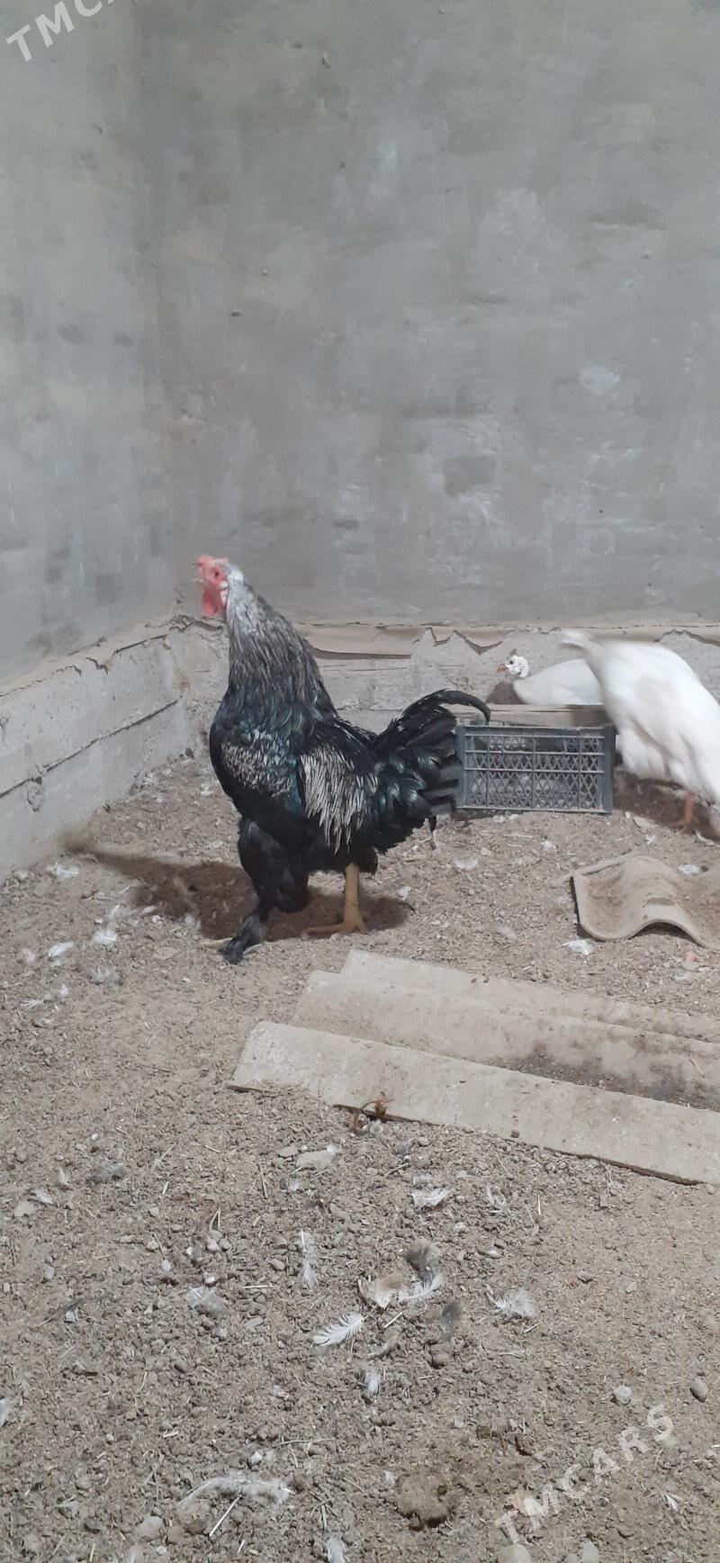 Horozlar - Сакарчага - img 1